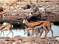 Parco Etosha 0018
