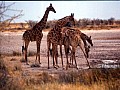 Parco Etosha 0019