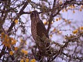 Parco Etosha 0020