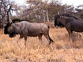 Parco Etosha 0021