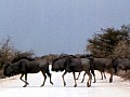 Parco Etosha 0022