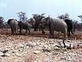Parco Etosha 0023