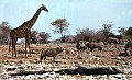 Parco Etosha 0024
