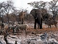 Parco Etosha 0025
