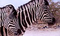 Parco Etosha 0026