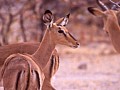 Parco Etosha 0027