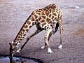 Parco Etosha 0028