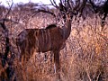 Parco Etosha 0029
