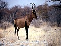 Parco Etosha 0030