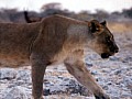 Parco Etosha 0031