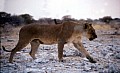 Parco Etosha 0032
