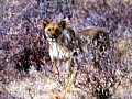Parco Etosha 0033
