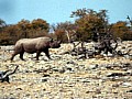 Parco Etosha 0034