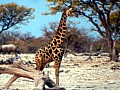 Parco Etosha 0035