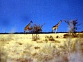 Parco Etosha 0037