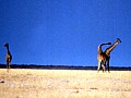 Parco Etosha 0038