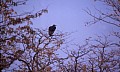 Parco Etosha 0039