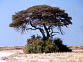 Parco Etosha 0040