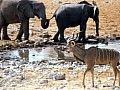 Parco Etosha 0041