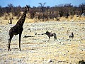 Parco Etosha 0043