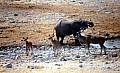 Parco Etosha 0044