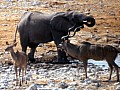 Parco Etosha 0045