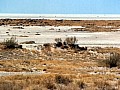 Parco Etosha 0046