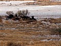 Parco Etosha 0047