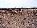 Parco Etosha 0048
