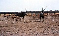 Parco Etosha 0049