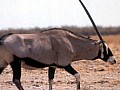 Parco Etosha 0050