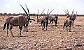Parco Etosha 0051