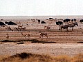 Parco Etosha 0052