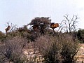 Parco Etosha 0053