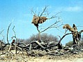 Parco Etosha 0054