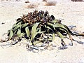 Verso Swakopmund 0004
