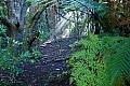 038 Auckland - Isola di Rangitoto