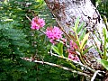 0016 Madang - Rainforest Area
