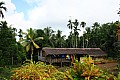 0018 Madang - Rainforest Area