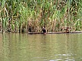 0039 Sepik River - Verso Ambunti