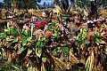 0188 Mount Hagen - Sing Sing