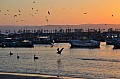 051 Paracas