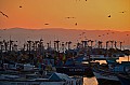 052 Paracas