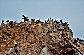 059 Isole Ballestas