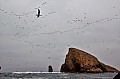 061 Isole Ballestas