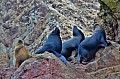 062 Isole Ballestas