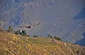 171 Canyon del Colca