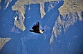 172 Canyon del Colca