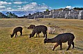 291 Sacsaywaman