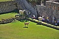 373 Machu Picchu